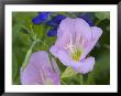 Blue Bonnet And Evening Primrose, Texas, Usa by Darrell Gulin Limited Edition Print