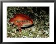 Tomato Frog, Madagascar by Kenneth Day Limited Edition Print