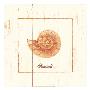 Rustic Shells: Seashell by Cynthia Rodgers Limited Edition Pricing Art Print