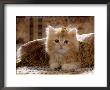 Domestic Cat, 8-Week, Portrait Of Red Persian-Cross Male Kitten, Playing Under Fringed Cover by Jane Burton Limited Edition Pricing Art Print