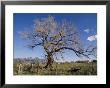 A Cottonwood Tree by Richard Nowitz Limited Edition Print