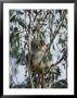 A Koala Bear Rests Atop Tree Branches by Nicole Duplaix Limited Edition Print