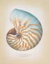 Chambered Nautilus by Richard Van Genderen Limited Edition Pricing Art Print