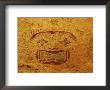 Detail Of Pictograph Or Rock Painting, The Starry-Eyed Man, Hueco Tanks State Historic Park by Dennis Flaherty Limited Edition Print