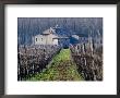 Winery Vines And Buildng, Torgiano, Umbria, Italy by Oliver Strewe Limited Edition Print