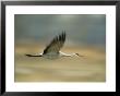 A Flying Sandhill Crane by Joel Sartore Limited Edition Print