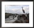 Great Blue Heron On Rock Overlooking Great Falls by Skip Brown Limited Edition Pricing Art Print