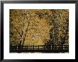 Golden Trees Surround A Footbridge by Marc Moritsch Limited Edition Print