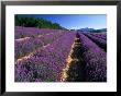 Rows Of Lavender In Bloom, Vaucluse Region, Sault, Provence-Alpes-Cote D'azur, France by David Tomlinson Limited Edition Print