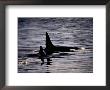 Killer Whales by Mark Newman Limited Edition Print