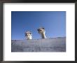Two Ostrich Looking Over A Fence, Arizona by John Burcham Limited Edition Pricing Art Print