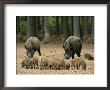 Group Of Young Wild Boars Nose The Ground In Front Of Two Adults by Norbert Rosing Limited Edition Print