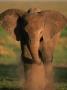 Baby African Elephant Dust Bathing, Masai Mara, Kenya by Anup Shah Limited Edition Print