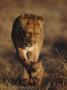 Lion Cub Walking In Front Of Mother, Masai Mara, Kenya by Anup Shah Limited Edition Print