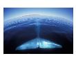 Blue Whale Tail, Baja, California, Usa by Amos Nachoum Limited Edition Print
