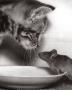 Chaton Et Souris by Paul Kaye Limited Edition Print