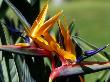 Bird Of Paradise In Bermuda Botanical Gardens, Caribbean by Greg Johnston Limited Edition Print