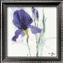 Iris I by Marthe Limited Edition Print