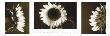 Sunflower Collection by Ilona Wellmann Limited Edition Print