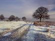 Frosty Winter Morning, New Forest, Nr Bolderwood, Hampshire, Uk by Adam Burton Limited Edition Print
