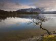Lone Tree At Derwent Water, Lake District, Cumbria, England by Adam Burton Limited Edition Print
