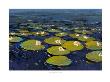 Lily Pads I by Tim O'toole Limited Edition Print