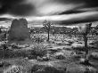 Joshua Trees In A Desert Sunset, California by Images Monsoon Limited Edition Print