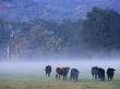 Cows In Fog, California, Usa by Bob Cornelis Limited Edition Pricing Art Print