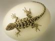 Desert Lizard Crawling On A Large White Egg by Images Monsoon Limited Edition Print