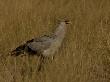 Secretary Bird, Sagittarius Serpentarius, In Tall Grass by Beverly Joubert Limited Edition Pricing Art Print