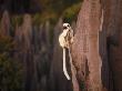 Decken's Sifaka Lemur Perches On A Splinter Of Stone by Stephen Alvarez Limited Edition Print