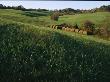 Hay Bales In Fields by Stephen Alvarez Limited Edition Pricing Art Print