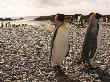King Penguins On A Beach At The Site Of Their Largest Breeding Colony by Steve & Donna O'meara Limited Edition Print