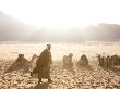 Bedouin Man Walks Past A Row Of Camels On A Sunny Day by Taylor S. Kennedy Limited Edition Print