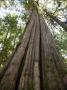 Ancient Cedar Tree Looms High Over The Forest Floor by Taylor S. Kennedy Limited Edition Print