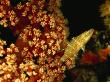Juvenile Hogfish Nestled In A Soft Coral by Tim Laman Limited Edition Print