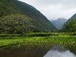 Taro (Colocasia Exculenta) Fields In Waipi'o Valley by Todd Gipstein Limited Edition Pricing Art Print