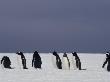 Row Of Gentoo Penguins In The Snow by Tom Murphy Limited Edition Pricing Art Print