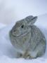 Cottontail Rabbit In Snow by Tom Murphy Limited Edition Print