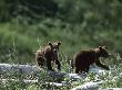 Brown Bear Cubs (Ursus Arctos) Searching by Tom Murphy Limited Edition Print