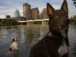 Condominium Units Loom Behind Dogs Swimming In Lady Bird Lake by Tyrone Turner Limited Edition Print