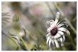 Silver Daisy I by Karin Connolly Limited Edition Print