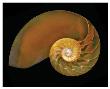 Nautilus On Black Ii by Harold Davis Limited Edition Print