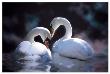 Swans by Stephanie Laird Limited Edition Print