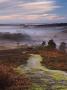 Pathway Leading Down Into A Misty New Forest Valley, New Forest, Hampshire, England, Uk by Adam Burton Limited Edition Print