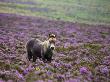 Exmoor Pony Grazing In Flowering Heather, Dunkery Hill, Exmoor National Park, Somerset, England, Uk by Adam Burton Limited Edition Print