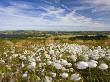 Cotton Grass Growing On The Moorland At Dunkery Hill, Exmoor National Park, Somerset, England, Uk by Adam Burton Limited Edition Print