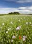 Pink Poppyfield Growing In The Dorset Countryside, Dorset, England, United Kingdom, Europe by Adam Burton Limited Edition Print