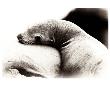 Baby Sea Lion by Steve Munch Limited Edition Pricing Art Print