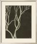 Bare Tree Ii by Norman Wyatt Jr. Limited Edition Pricing Art Print